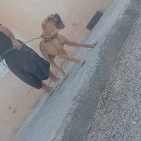 سگ‌افغان‌اصل