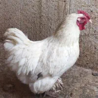 خروس کوشین