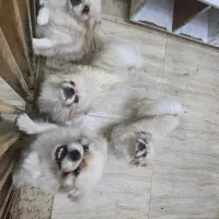 واگذاری سگ پیکینیز|سگ|قائمشهر, |دیوار