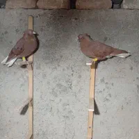 دم سفید ،طوقی ،کله ،سینه