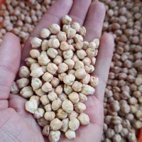 نخود پایه بلند بزری