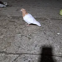 کبوترماده کله ای زردگرفتنی بدون پرغلط آماده جفت|پرنده|تهران, نیاوران|دیوار