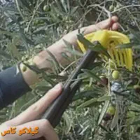 زیتون درجه یک رودبار گیلان|خوردنی و آشامیدنی|رودبار, |دیوار