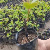 فروش نهال کیوی هایوارد طلایی