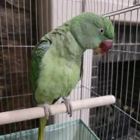 شاه طوطی بسیار رام