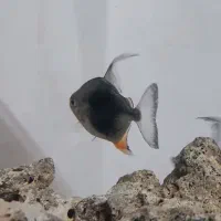 دالر بلک بری|ماهی|قزوین, |دیوار