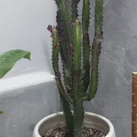 گل کاکتوس افوربیا به همراه گلدان بزرگ سرامیکی|گل و گیاه طبیعی|رشت, حمیدیان|دیوار