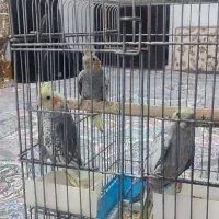 عروس هلندی