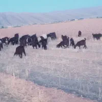 فروش و معاوضه بز با نیسان وانت|حیوانات مزرعه|ارژن, |دیوار