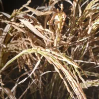 برنج کامفیروزی به شرط