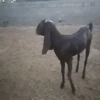 با سلام خدمت دوستان عزیز تعداد 6راس بزبا بزغاله