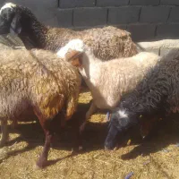 ۶تا گوسفند میش ماده جمعا ۱۴۰ میلیون مناسب نگهداری