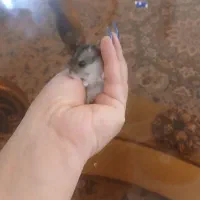 همستر مینیاتوری