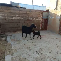 گوسفند دوماه آبستن وبز بزغاله نر|حیوانات مزرعه|دهلران, |دیوار