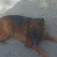 سگ ژرمن مو بلند اصلی ماده|سگ|تربتحیدریه, ده پائین|دیوار