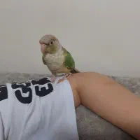 فروش پرنده زینتی