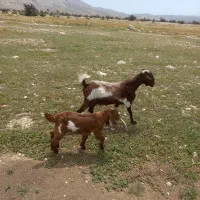 بز جوان داشتی با کهره نر بزرگ