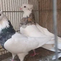 کبوتر رنگی|پرنده|تهران, خرمشهر|دیوار