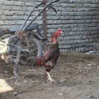 خروس لاری
