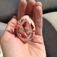 مرغ و خروس گلین