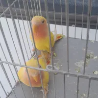 کوتوله و عروس هلندی