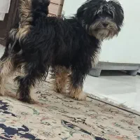 شیتزو تریر ماده