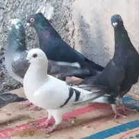 کبوتر نوک ریز|پرنده|خورموج, |دیوار