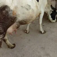 گاو شیری با گوساله|حیوانات مزرعه|امام, |دیوار