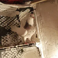 چند جفت طوقی