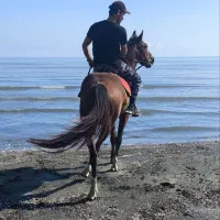 فروش فوری اسب جوان کرد میزان و پرخون|اسب و تجهیزات اسبسواری|پرهسر, |دیوار