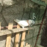 فروش کبوتر