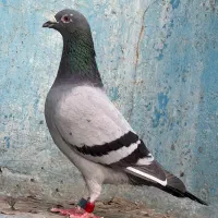 نر زاخو نشسته به روز