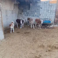 گاو وگوساله  کوچک