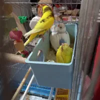 مرغ عشق جوجه تا مولد|پرنده|قرچک, زیبا شهر|دیوار