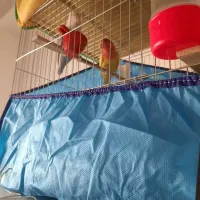 طوطی بزیلی نروماده مولد|پرنده|بابل, |دیوار