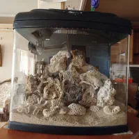 آکواریوم آب شور و شیرین|ماهی|مشهد, تربیت (صدف)|دیوار