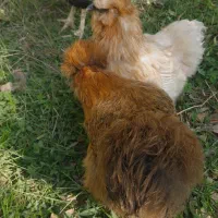 مرغ ابریشمی اصلی|حیوانات مزرعه|شهریار, شهریار|دیوار