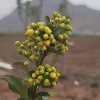 باغ|فروش دفتر صنعتی، کشاورزی، تجاری|خرم‌آباد, |دیوار