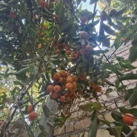 فروش خونه ویلا فاروق ۱۳۰۰متری|فروش دفتر صنعتی، کشاورزی، تجاری|سیدان, |دیوار