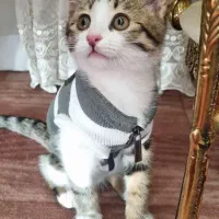 گربه نر|گربه|تبریز, |دیوار