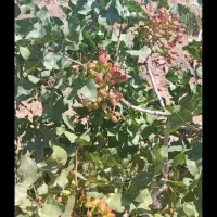 باغ پسته ۲۰ ساله، یک هکتار،فروش فوری(زیرقیمت )|فروش دفتر صنعتی، کشاورزی، تجاری|قنوات, |دیوار