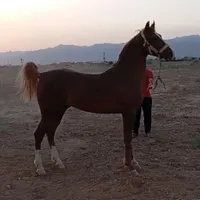 نریون کرد شجره دار