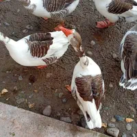 فروش سه عددغاز نر محلی سالم و گوشتی|حیوانات مزرعه|لولمان, |دیوار