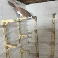 کفتر