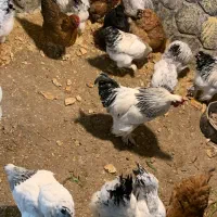 ۳عدد خروس برهما اصل