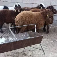 8راس بره نر همو و هترو