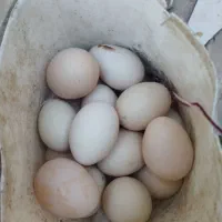 تخم مرغ نطفه دار