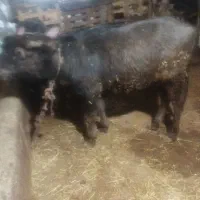 بچه گاو میش