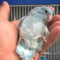 جفت طوطی پروتلت به ضمانت تخم