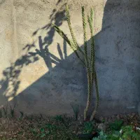 درخت کاکتوس ۱۰ساله